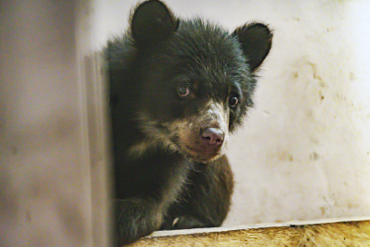 Sisa, la osezna andina rescatada, necesita un hábitat adecuado para su desarrollo en el Zoológico de Quito
