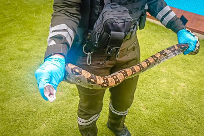 El animal alarmó a residentes.