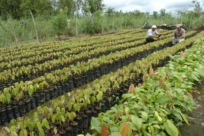 El precio del cacao ecuatoriano se calcula tomando como base el valor de la tonelada con entrega futura en diciembre en la bolsa de Nueva York.