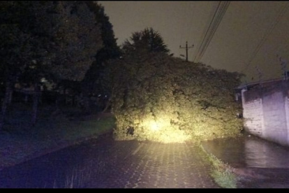 Se registró una caída de árbol en Manuela Sáenz y José Barba