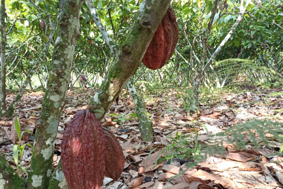 El precio del cacao ecuatoriano se calcula tomando como base el valor de la tonelada con entrega futura en marzo en la bolsa de Nueva York.