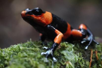 Una rana Oophaga lehmanni. La ranita venenosa "Oophaga lehmanni", una especie endémica del Pacífico colombiano