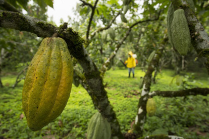 El precio del cacao ecuatoriano se calcula tomando como base el valor de la tonelada con entrega futura en marzo en la bolsa de Nueva York.