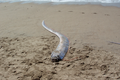 Imagen referencial de un Pez Remo