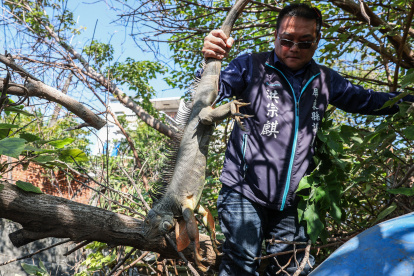 El  concejal del condado de Pingtung, Hung Tsung-chi, recogiendo una iguana capturada después de que un cazador la arrancó de un árbol en Pingtung.