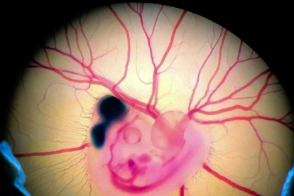 Embrión de pollo tras la manipulación experimental. Crédito: Fernando García-Moreno.