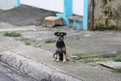 Fauna. Eliana Molineros, exgobernadora del Guayas, contó que no existe un censo detallado de la población animal en situación de calle en Guayaquil.