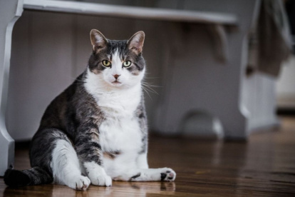 Animales. Los gatos esterilizados ayudan a que no exista sobrepoblación felina en el país.