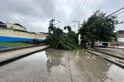 Efecto. Varios árboles se cayeron tras las fuertes lluvias.