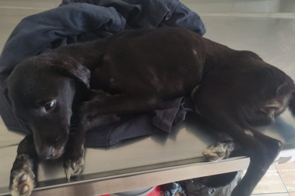 La perrita estaba en mal estado.