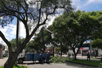 Poda. El fin de semana se podaron árboles de la avenida Remigio Crespo. En otro puntos fueron talados.