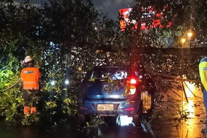 Un árbol cayó sobre un vehículo que circulaba por la avenida Las Monjas, en la ciudadela Urdesa, la noche del lunes 24 de febrero.