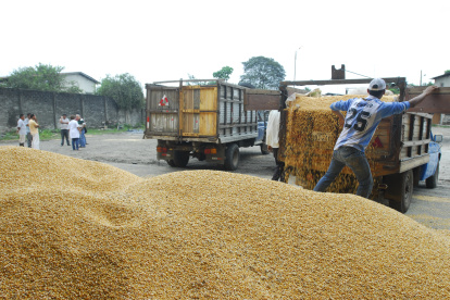 Cosecha. La provincia de Los Ríos es la más grande productora del grano del Ecuador. Le sigue Manabí.