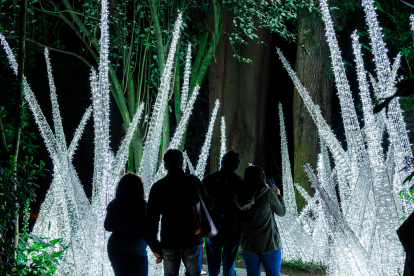 Luces, naturaleza y conservación se unen en el Bosque de Luz en Quito para apoyar la campaña a "Un hábitat para Sisa"