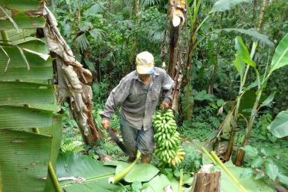 Un agricultor carga una racima de banano.