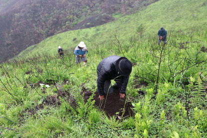 Con la siembra de plantas de mortiño y arboles nativos buscan recuperar el páramo.