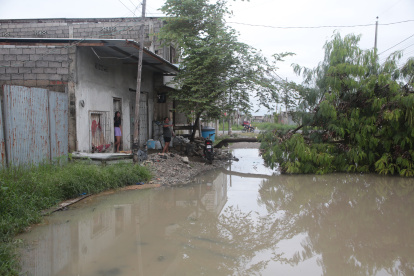 Entre las afectaciones que se observan en la calle 40 está un árbol que se desplomó tras el aguacero.