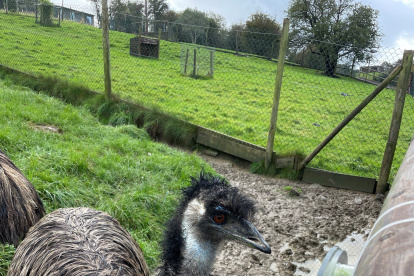 Un experimento con avestruces y sus parientes australianas y sudamericanas, emúes y ñandús, respectivamente, ha demostrado que estas aves grandes son capaces de idear toda clase de estrategias técnicas para acceder a la comida, siendo mucho más listas de lo que los investigadores pensaban. Las conclusiones del estudio, dirigido por investigadores del departamento de Psicología de la universidad británica de Bristol, aparecen recogidas este jueves en la revista Scientific Reports. En la imagen, uno de los emúes que ha participado en el estudio. Crédito: