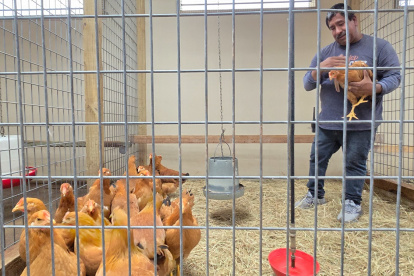 Un trabajador sostiene una gallina mientras las gallinas en venta deambulan en su jaula en la tienda Wabash Feed & Garden en Houston, Texas, el 10 de febrero de 2025.