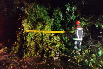 Los árboles obstaculizaron la vía Calacalí- La Independencia.