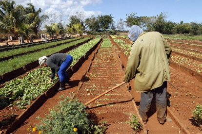 Un grupo de campesinos aparecen trabajando la tierra en Matanza (Cuba).
