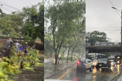 Árbol caído obstaculizó el tránsito vehicular hacia vía a la costa.