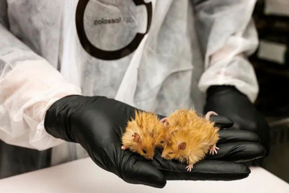 Ejemplares de Ratón Lanudo Colosal.