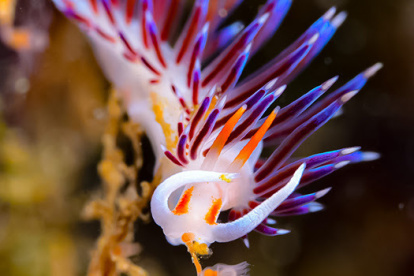 El nudibranquio Cratena peregrina. Crédito: Juan Moles (UB-IRBio) . Imagen facilitada por la UB.