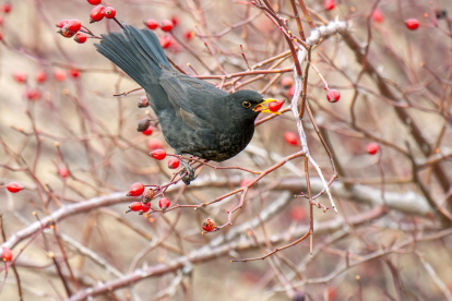 Mirlo común (Turdus merula) consumiendo frutos de rosal silvestre (Rosa canina) en el norte de la Península Ibérica. Las plantas de fruto carnoso interaccionan con multitud de animales que consumen sus frutos y dispersan sus semillas, un proceso clave para la regeneración forestal, lo que sugiere que existen unos patrones consistentes en la forma en que se organizan las interacciones ecológicas en la naturaleza, según un estudio de la Estación Biológica de Doñana efectuado conjuntamente con la Universidad de Sevilla. EFE/ Jesús Lavedán/CSIC//SOLO USO EDITORIAL/SOLO DISPONIBLE PARA ILUSTRAR LA NOTICIA QUE ACOMPAÑA (CRÉDITO OBLIGATORIO)//
