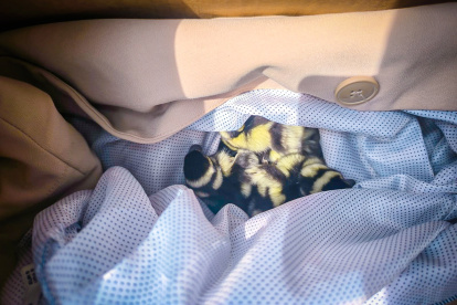 Los patitos fueron puestos a buen recaudo tras su caída.