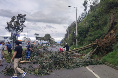 El árbo cayó en el sector de la UDLA, en el norte de Quito.