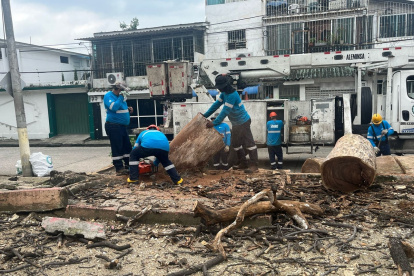 Trabajadores del Municipio de Guayaquil retiraron los árboles inertes del parque en Urdesa Norte.