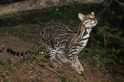 Imagen referencial de un tigrillo.