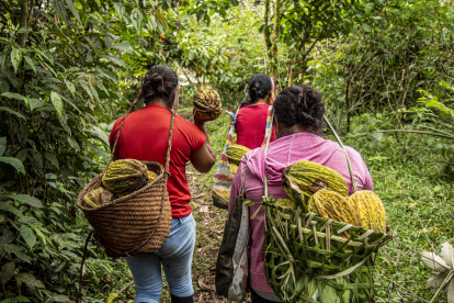 Del bosque a la mesa: Canopy Bridge rescata sabores ancestrales y los transforma en productos sostenibles
