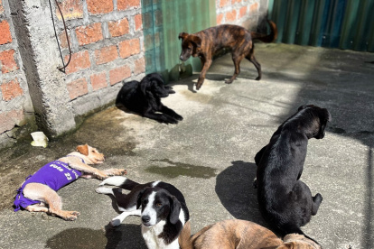 Proceso. Cuando se encuentra una mascota maltratada, es llevada hasta el Centro de Recuperación de Fauna Urbana, donde es atendida.