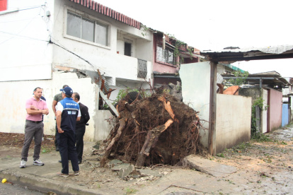 Árbol derrumbó el muro de la vivienda.