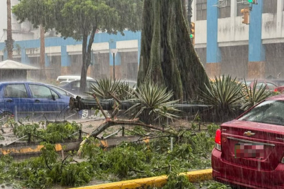 Las intensas lluvias y ráfagas de viento en Guayaquil han provocado caída de árboles.