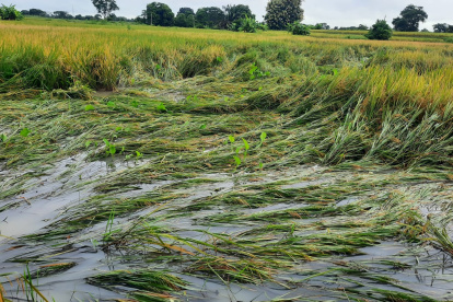 La inundación y los vientos fuertes afectaron al cultivo de arroz en el recinto Cabuyal, en Santa Lucia.
