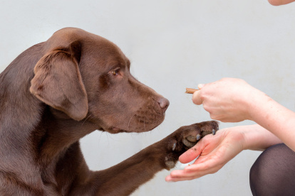 Los perros portadores de una variante genética fuertemente asociada a la obesidad, la DENND1B, tienen un 8% más de posibilidades de ser obesos que los que no la tienen. EFE/Crédito: