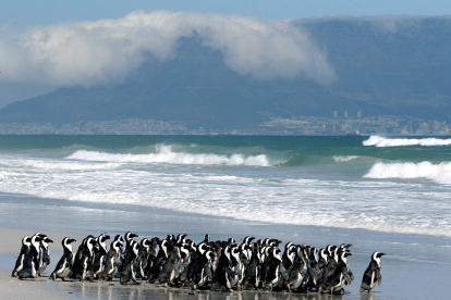 En la imagen de archivo, pingüinos en la playa de Derdesteen, Ciudad del Cabo, Sudáfrica. EFE/Nic Bothma