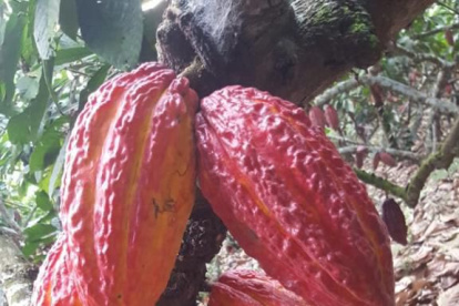 El precio del cacao ecuatoriano se calcula tomando como base el valor de la tonelada con entrega futura en mayo en la bolsa de Nueva York.