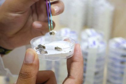 Investigación. Un proyecto de la Facultad de Ciencias Agrarias de la Universidad de Guayaquil busca soluciones naturales para combatir la plaga de la cochinilla