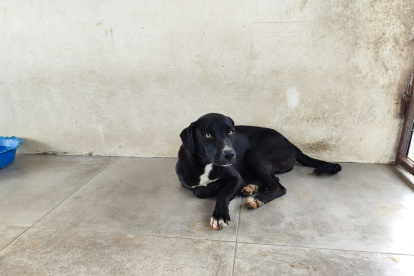 La fundación Alma Animal sufre del invierno todos los años.