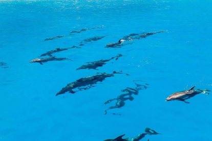 Una familia de delfines fue avistada en Galápagos.