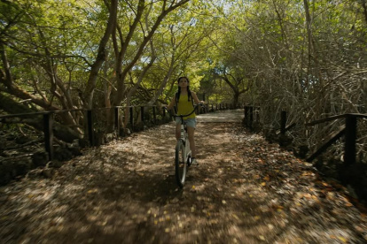 La invención de las especies.