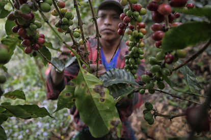 En la hojas de las plantas se nota la afectación por los hongos.