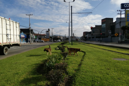 En Cuenca existen al menos 200.000 perros abandonados en la calle.