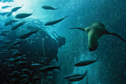 La Reserva Marina Hermandad cumplió tres años.