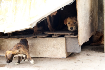 Los animales estaban en un espacio pequeño y lleno de excrementos.