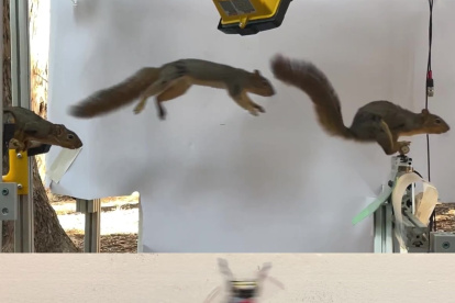 En la parte superior, una ardilla salta de rama en rama instrumentada para medir la fuerza.Abajo, el robot Salto, modificado para saltar de una rama a otra utilizando principios derivados de estudios sobre ardillas.